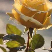 ヒメ日記 2026/04/09 16:35 投稿 ツムギ★大人可愛い愛人系 BITEKI