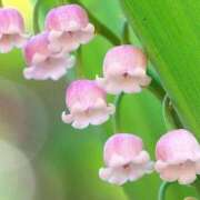 ヒメ日記 2026/05/03 12:45 投稿 ツムギ★大人可愛い愛人系 BITEKI