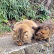 ヒメ日記 2025/02/04 23:23 投稿 みらい☆スレンダー美BODY ジャックと豆の木