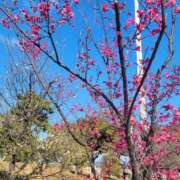 ヒメ日記 2025/02/26 14:06 投稿 みらい☆スレンダー美BODY ジャックと豆の木