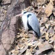 ヒメ日記 2025/03/19 22:50 投稿 みらい☆スレンダー美BODY ジャックと豆の木