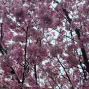 ヒメ日記 2025/04/01 07:38 投稿 みらい☆スレンダー美BODY ジャックと豆の木