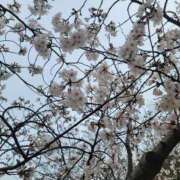 ヒメ日記 2025/04/02 08:18 投稿 みらい☆スレンダー美BODY ジャックと豆の木