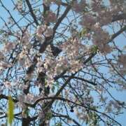 ヒメ日記 2025/04/24 10:23 投稿 みらい☆スレンダー美BODY ジャックと豆の木