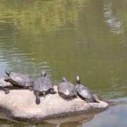 ヒメ日記 2025/04/25 07:43 投稿 みらい☆スレンダー美BODY ジャックと豆の木