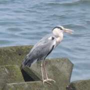 ヒメ日記 2025/05/27 09:19 投稿 みらい☆スレンダー美BODY ジャックと豆の木