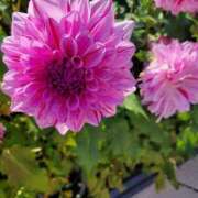 ヒメ日記 2025/06/01 08:05 投稿 みらい☆スレンダー美BODY ジャックと豆の木