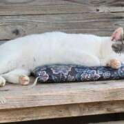 ヒメ日記 2025/06/02 07:33 投稿 みらい☆スレンダー美BODY ジャックと豆の木