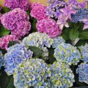 ヒメ日記 2025/06/10 17:00 投稿 みらい☆スレンダー美BODY ジャックと豆の木