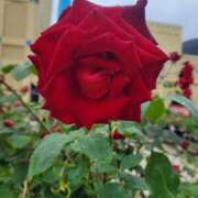 ヒメ日記 2025/06/11 10:48 投稿 みらい☆スレンダー美BODY ジャックと豆の木