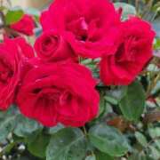 ヒメ日記 2025/06/13 08:50 投稿 みらい☆スレンダー美BODY ジャックと豆の木