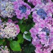 ヒメ日記 2025/07/08 12:41 投稿 みらい☆スレンダー美BODY ジャックと豆の木