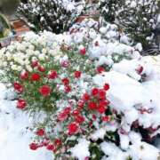 ヒメ日記 2026/02/16 12:10 投稿 しょうこ 奥鉄オクテツ東京店（デリヘル市場）