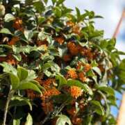 ヒメ日記 2025/11/08 12:06 投稿 ひろみ☆超ドM な人妻の初挑戦 ジャックと豆の木