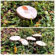 ヒメ日記 2025/09/20 21:25 投稿 ユリノ【特別指名料】 京都 泡洗体ハイブリッドエステ PUPPY LOVE 京都駅前本店