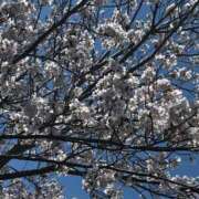 ヒメ日記 2026/04/04 11:54 投稿 弥生 人妻楼 木更津店