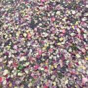 ヒメ日記 2025/11/29 11:20 投稿 しおり 五反田アンジェリーク