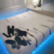 ヒメ日記 2026/03/16 19:45 投稿 しおり 五反田アンジェリーク