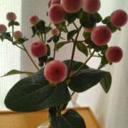 ヒメ日記 2025/01/21 14:56 投稿 浅倉　あい ギン妻パラダイス 谷九店