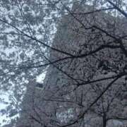 ヒメ日記 2025/04/08 14:19 投稿 浅倉　あい ギン妻パラダイス 谷九店