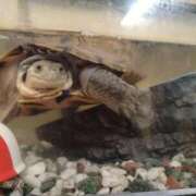 ヒメ日記 2025/07/16 20:19 投稿 浅倉　あい ギン妻パラダイス 谷九店