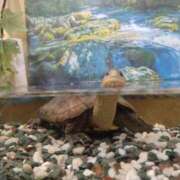 ヒメ日記 2025/09/06 17:42 投稿 浅倉　あい ギン妻パラダイス 谷九店