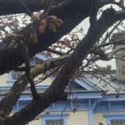 ヒメ日記 2025/04/21 19:06 投稿 川島 ゆき ソープランド蜜 人妻・美熟女専門店