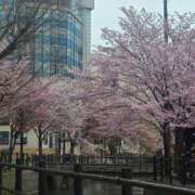 ヒメ日記 2025/04/29 14:52 投稿 川島 ゆき ソープランド蜜 人妻・美熟女専門店