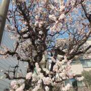 ヒメ日記 2025/03/02 21:56 投稿 吉岡　のぞみ ソープランド蜜 人妻・美熟女専門店