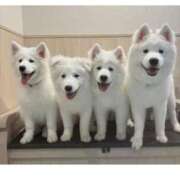 ヒメ日記 2025/03/12 13:22 投稿 吉岡　のぞみ ソープランド蜜 人妻・美熟女専門店