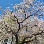 ヒメ日記 2025/04/09 11:43 投稿 吉岡　のぞみ ソープランド蜜 人妻・美熟女専門店