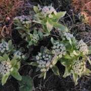 ヒメ日記 2025/04/12 20:44 投稿 吉岡　のぞみ ソープランド蜜 人妻・美熟女専門店