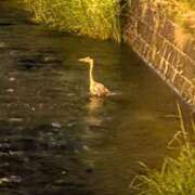 ヒメ日記 2025/06/10 01:02 投稿 吉岡　のぞみ ソープランド蜜 人妻・美熟女専門店