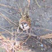 ヒメ日記 2025/08/13 16:56 投稿 吉岡　のぞみ ソープランド蜜 人妻・美熟女専門店