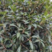 ヒメ日記 2025/10/11 14:02 投稿 吉岡　のぞみ ソープランド蜜 人妻・美熟女専門店