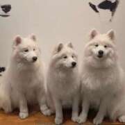 ヒメ日記 2025/11/27 21:53 投稿 吉岡　のぞみ ソープランド蜜 人妻・美熟女専門店