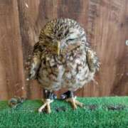 ヒメ日記 2025/11/27 22:01 投稿 吉岡　のぞみ ソープランド蜜 人妻・美熟女専門店