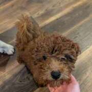 ヒメ日記 2025/11/27 22:32 投稿 吉岡　のぞみ ソープランド蜜 人妻・美熟女専門店