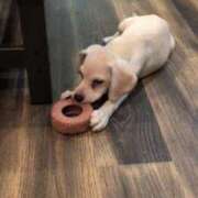 ヒメ日記 2025/11/27 22:57 投稿 吉岡　のぞみ ソープランド蜜 人妻・美熟女専門店