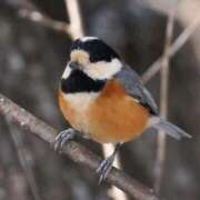 ヒメ日記 2025/12/28 16:36 投稿 吉岡　のぞみ ソープランド蜜 人妻・美熟女専門店