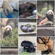 ヒメ日記 2026/01/12 18:52 投稿 吉岡　のぞみ ソープランド蜜 人妻・美熟女専門店