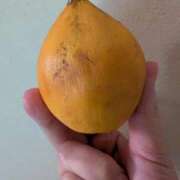 吉岡　のぞみ カニステル ソープランド蜜 人妻・美熟女専門店