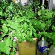 ヒメ日記 2025/08/05 00:19 投稿 華音/かのん 五反田アネージュ（ユメオト）