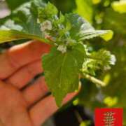 ヒメ日記 2025/10/27 22:44 投稿 華音/かのん 五反田アネージュ（ユメオト）