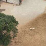 ヒメ日記 2026/06/24 00:22 投稿 清水あさひ(しみずあさひ) 神戸妻