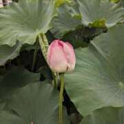 ヒメ日記 2025/07/12 12:09 投稿 大政RURU 全裸革命orおもいっきり痴漢電車