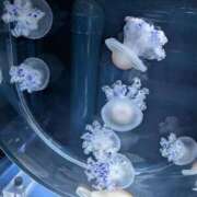 ヒメ日記 2026/01/24 11:27 投稿 大政RURU 全裸革命orおもいっきり痴漢電車