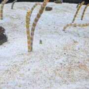 ヒメ日記 2026/01/27 16:07 投稿 大政RURU 全裸革命orおもいっきり痴漢電車