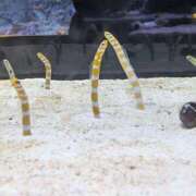 ヒメ日記 2026/03/25 14:27 投稿 大政RURU 全裸革命orおもいっきり痴漢電車