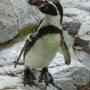 ヒメ日記 2026/04/11 13:07 投稿 大政RURU 全裸革命orおもいっきり痴漢電車